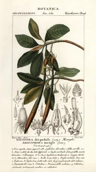Röd mangrove, Rhizophora-mangel