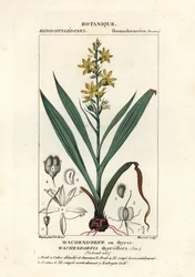 Röd rot, Wachendorfia thyrsiflora