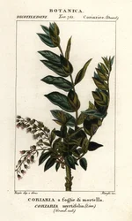 Redoulträd, Coriaria myrtifolia