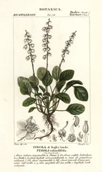 Rundbladig vintergrön, Pyrola rotundifolia