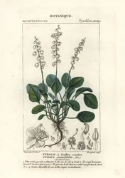 Rundbladig vintergrön, Pyrola rotundifolia