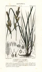 Tuvstarr, Carex caespitosa