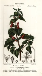 Glansbladig salvia, Salvia formosa