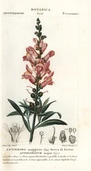 Snapdragon, Antirrhinus major
