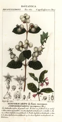 Sanouberi, Cymphoria rasamosa
