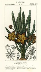 Sjöstjärneblomma eller kadaverväxt, Stapelia hirsuta