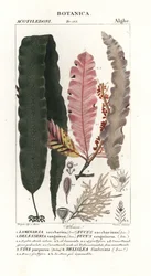 Sockerkelp och andra tång