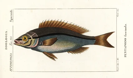 Trådbarxen, Pentapodus fasciuola