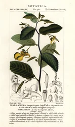 Rör-mig-ej-balsam, Otålig, rör inte