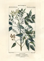 Terpentinträd, Bursera simaruba