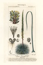 Tvillingblommig agave, Agave geminiflora