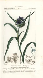 Virginia spindelört, Tradescantia virginiana