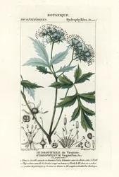 Virginia vattenblad, Hydrophyllum virginianum