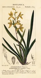 En döende orkidé, Cymbidium sinense