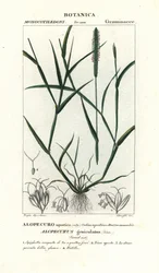 Vattenrävsvans, Alopecurus geniculatus