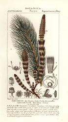 Vatten åkerfräken, Equisetum fluviatile