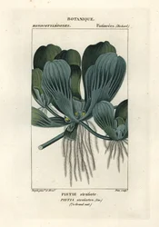 Vattensallat eller nilkål, Pistia stratiotes