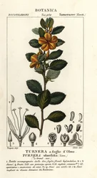 Gul al, Turnera ulmifolia