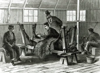 Tar virus från kalven, illustration från 