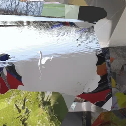 Abstrakt collage med vit svan