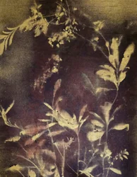 Mörk botanisk studie