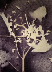 Lila botanisk silhuett