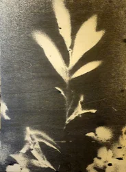 Skarp botanisk silhuett