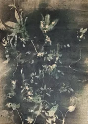 Botaniska vintageskuggor