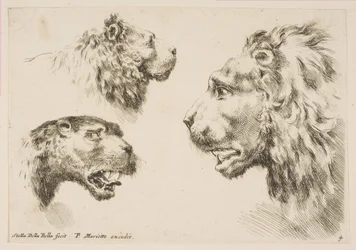 Heads of Three Lions, ca. 1641.