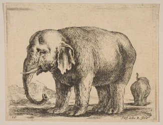 Tallrik 10: elefant, från Diverse djur Diversi animali, ca. 1641.