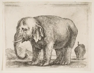Tallrik 10: elefant, från Diverse djur Diversi animali, ca. 1641.