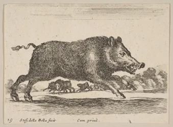Tavla 19: vildsvin, från Diverse djur Diversi animali, ca. 1641.