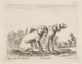 Plåt 23: två hundar, från Diverse djur Diversi animali, ca. 1641.