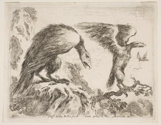 Tavla 2: örn och örn, från Diverse djur Diversi animali, ca. 1641.