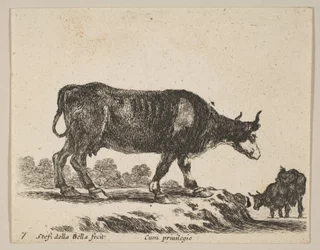 Tallrik 7: ko, från Diverse djur Diversi animali, ca. 1641.