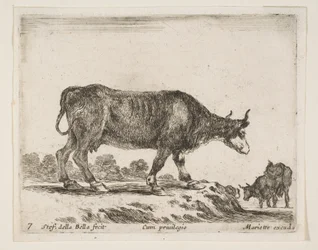 Tallrik 7: oxe, från Diverse djur Diversi animali, ca. 1641.