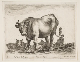 Tallrik 8: ko, från Diverse djur Diversi animali, ca. 1641.
