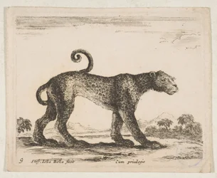 Tallrik 9: leopard, från 
