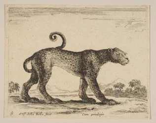 Tallrik 9: leopard, från Diverse djur Diversi animali, ca. 1641.