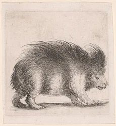 Piggsvinet, vänder sig åt höger