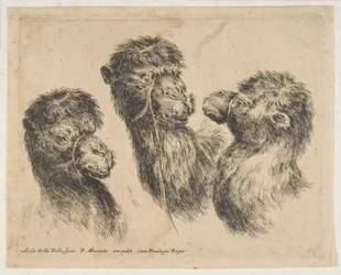 Tre kamelhuvuden, ca. 1641.