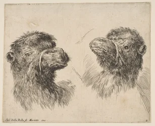 Två kamelhuvuden, ca. 1641.
