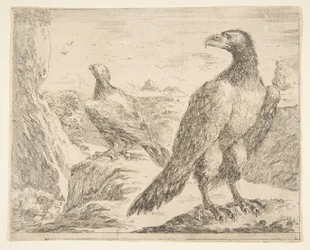 Två örnar, från Eagles Les aigles, ca. 1651.