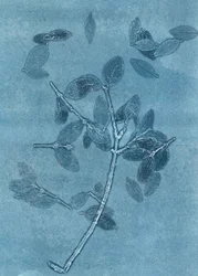 Midnight Garden I, 2015 (monoprint på papper)