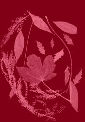 Red Foliage, 2017 (digital)