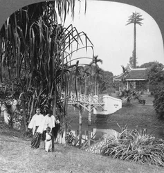 En titt in i de tropiska trädgårdarna i Rangoon, Burma, 1908