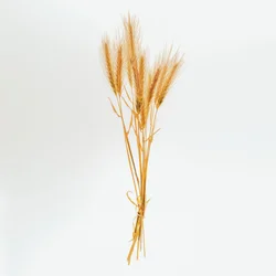 Barley No. 01, 2020 (foto)