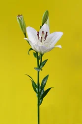 Lily on yellow nr 01, 2020 (foto)