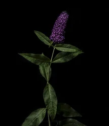Lila Buddleja, 2020 (foto)