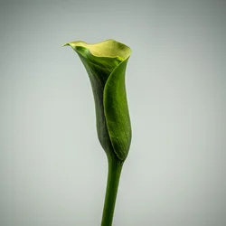Enstaka grön Calla Lily, 2020 (foto)